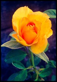 Close-up of yellow rose