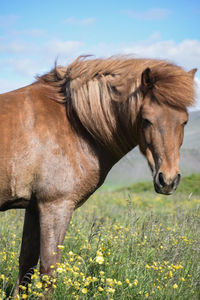 Horse standing in a field