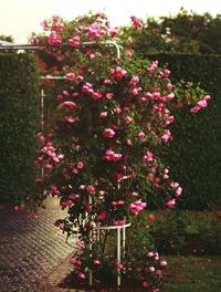 Pink flowers blooming on tree