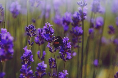 Close-up of insect on purple flowering plant