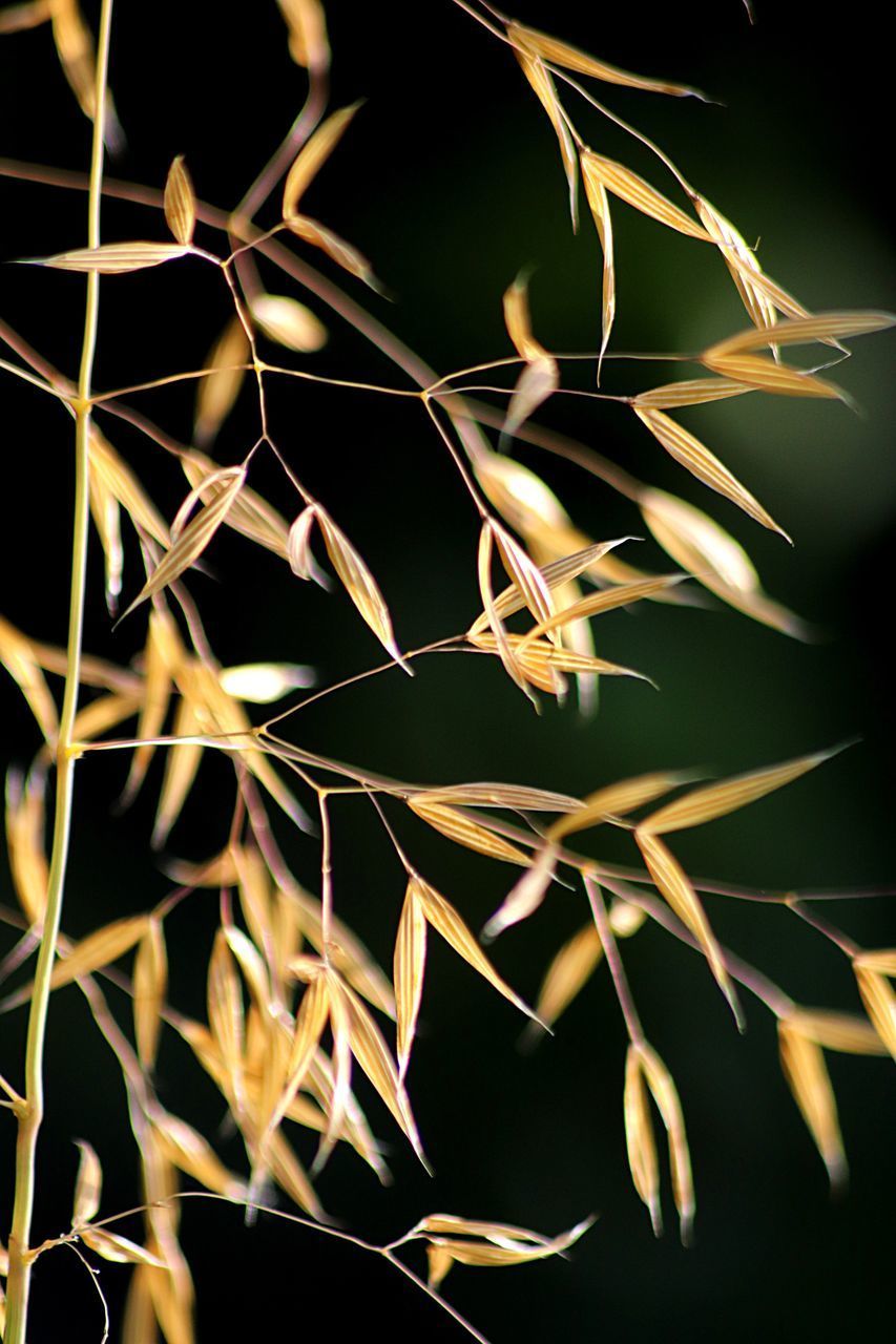 FULL FRAME SHOT OF PLANT