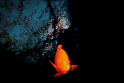 Close-up of fish in water