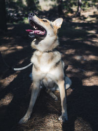 Dog looking away