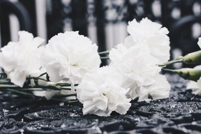 Close-up of white flowers blooming outdoors