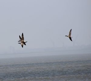 Bird flying over water