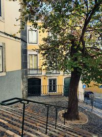 Tree by building in city