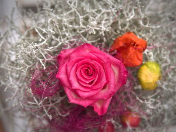 High angle view of rose roses