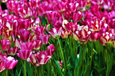 Close-up of pink flowers on field