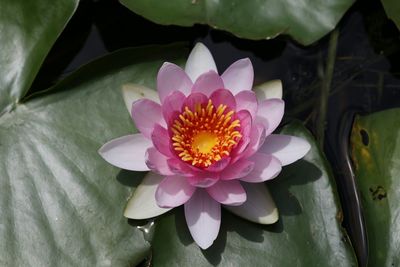 Close-up of lotus water lily in pond