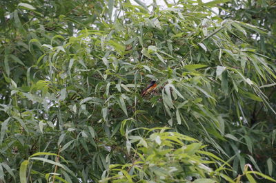 Full frame shot of green plants