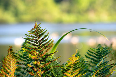 Close-up of pine tree