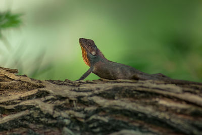 Close-up of a lizard on a tree