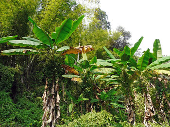 Trees growing by plants