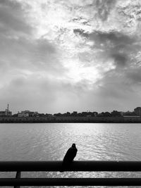 Silhouette bird on river against sky