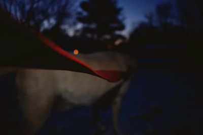 Close-up of tree against sky