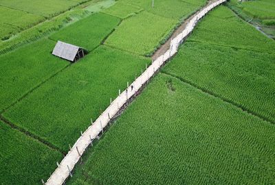 High angle view of footbridge amidst agricultural field
