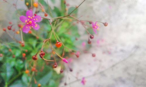 Close-up of insect on plant