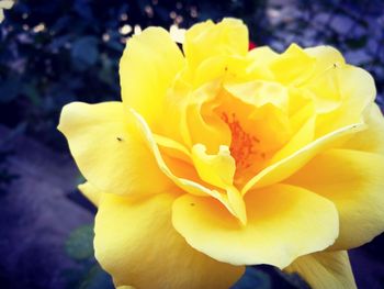 Close-up of yellow flower blooming outdoors