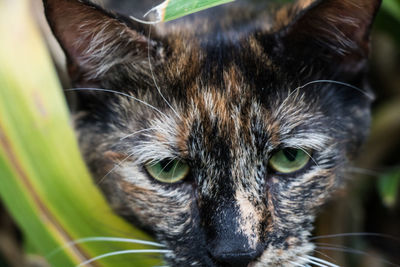 Close-up portrait of cat