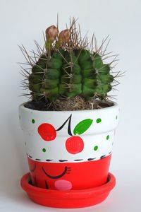 Close-up of succulent plant against white background