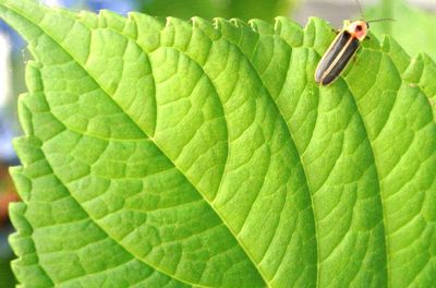 Close-up of insect on leaf