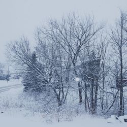 Snow covered trees in winter