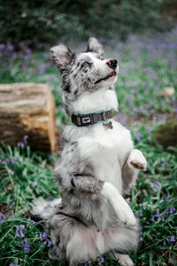 View of a dog looking away on field