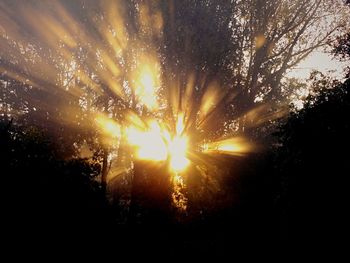 Sun shining through trees