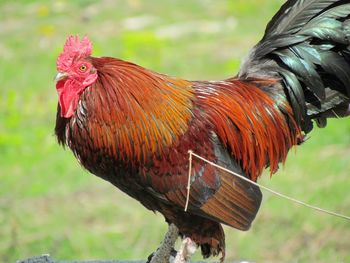 Close-up of rooster on field