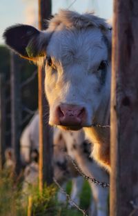 Close-up portrait of cow in pen