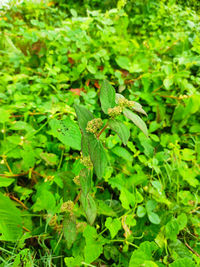 High angle view of lizard on field