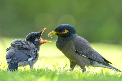 Close-up of bird perching on field