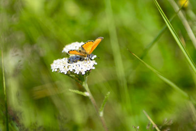 Close-up of butterfly pollinating on flower