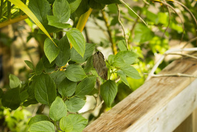 Close-up of green leaves on plant