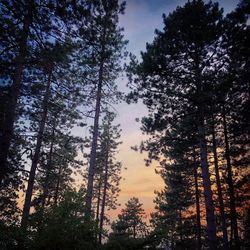 Low angle view of pine trees in forest against sky