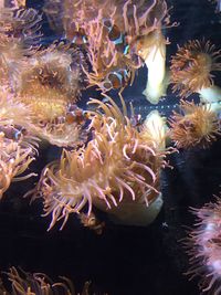 Close-up of jellyfish swimming underwater