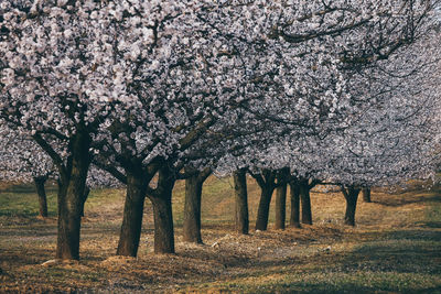 View of cherry tree in field