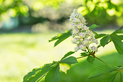 Blooming horse chestnut tree branch, spring time