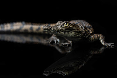 Close-up of lizard against black background