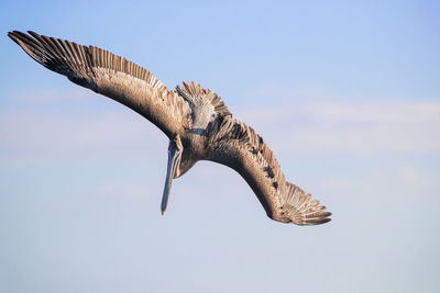 Low angle view of eagle flying against sky