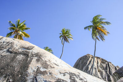 Low angle view of palm trees against clear blue sky