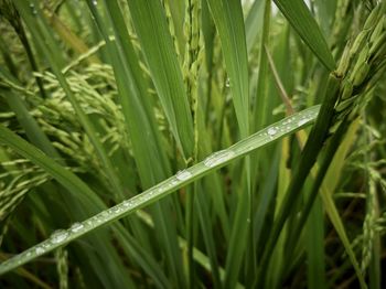 Close-up of wet grass on field