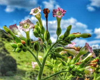 Close-up of cactus flower against sky