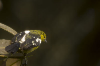 Close-up of bird perching on flower