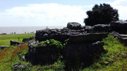 Plants by sea against sky