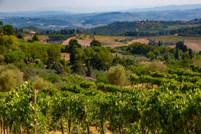 Scenic view of agricultural landscape