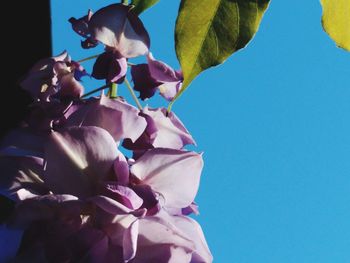 Low angle view of flowers against clear blue sky