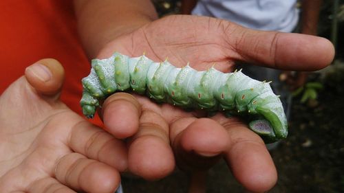 Close-up of man holding caterpillar