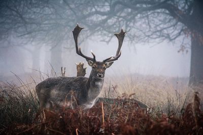 Deer on field