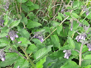 Close-up of green leaves on plant